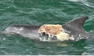 Marine Dynamics gewaar n Bottelneus Dolfyn